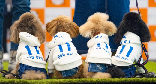 ワンちゃんファッションショー